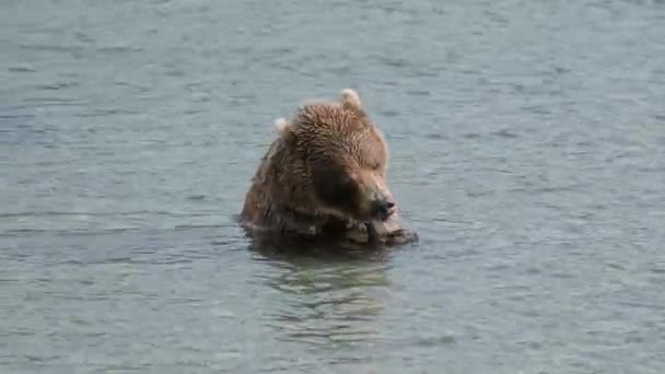 Brown Bear Eating Caught Salmon Kamchatka Russia — Stock Video