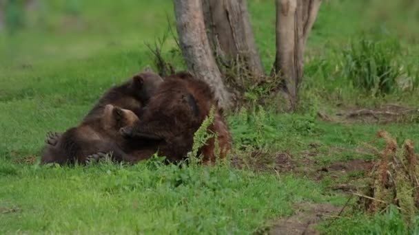 Brown Bear Mother Feeding Breast Milk Cubs Summer Kamchatka Russia — Stock Video