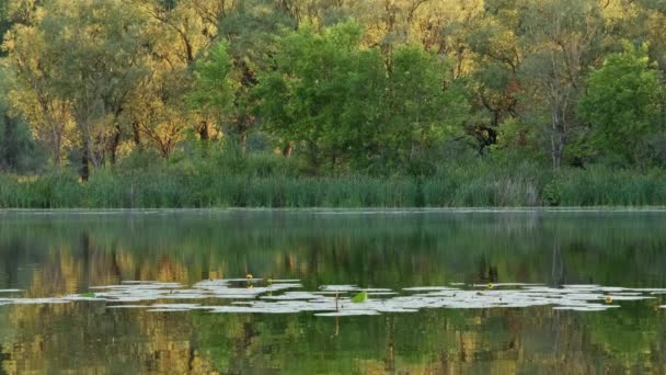 Beautiful Landscape Calm Forest Lake Sunset — Vídeos de Stock