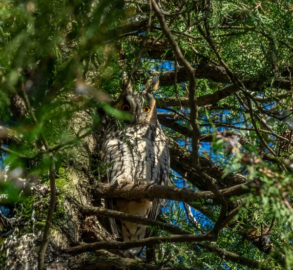 Long Eared Owl Asio Otus Sitting Pine Tree — Zdjęcie stockowe
