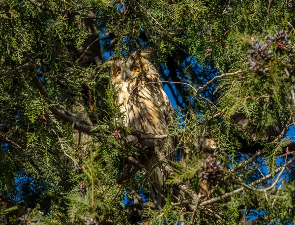 Long Eared Owl Asio Otus Sitting Pine Tree — стоковое фото