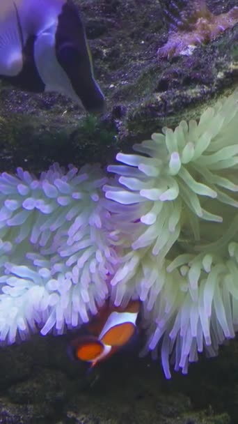Clownfish Shelters Anemone Tropical Coral Vertical Video — Wideo stockowe
