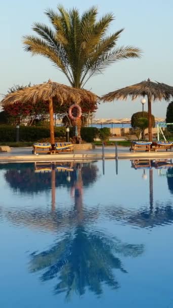 Swimming Pool Palm Trees Resort Morning Vertical Video — Vídeos de Stock