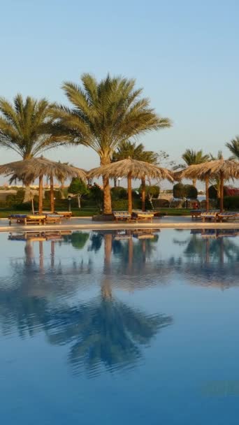 Swimming Pool Palm Trees Resort Morning Vertical Video — Stockvideo