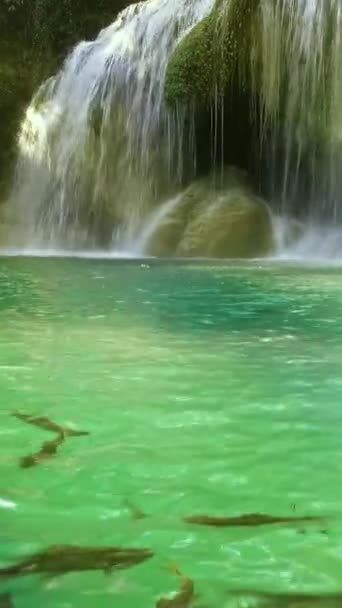 Cachoeira Erawan Com Peixes Água Província Kanchanaburi Tailândia Vídeo Vertical — Vídeo de Stock