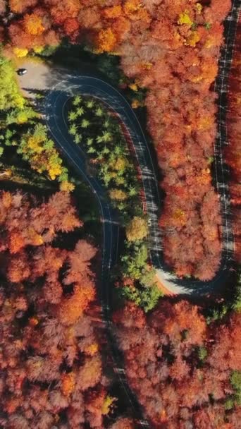 Aerial Top View Curved Road Trough Bright Autumn Forest Mountain — Stock Video