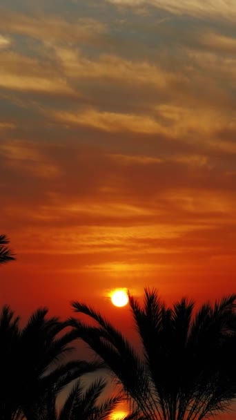 Beautiful Landscape Palms Sunrise Sea Timelapse Vertical Video — Vídeo de Stock