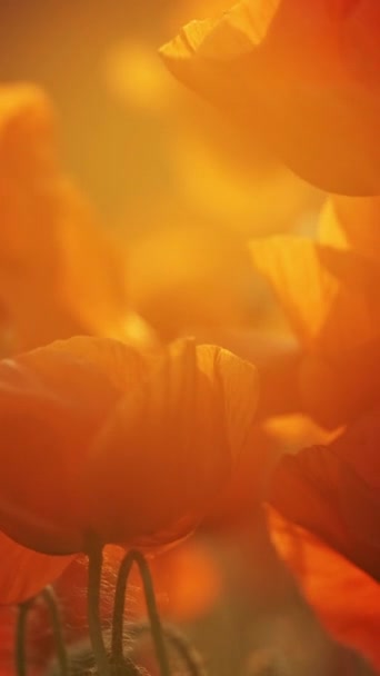 Blooming Felt Røde Valmueblomster Ved Solnedgang Abstrakt Utydelig Bakgrunn Kveldslyset – stockvideo