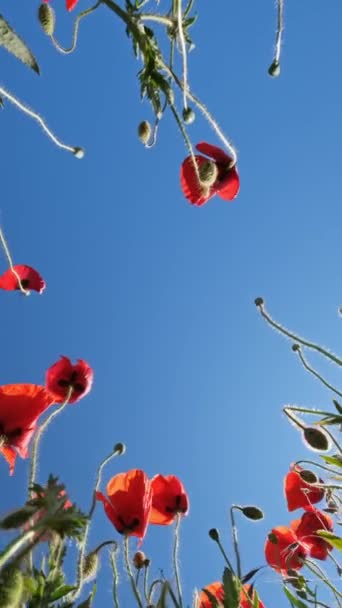 Bottom View Red Poppies Blue Sky Summer Poppy Field Vertical — ストック動画