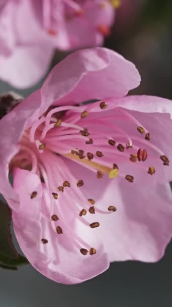 Kvetoucí Broskvoně Růžové Květy Slunečného Jarního Dne Makro Svislé Video — Stock video