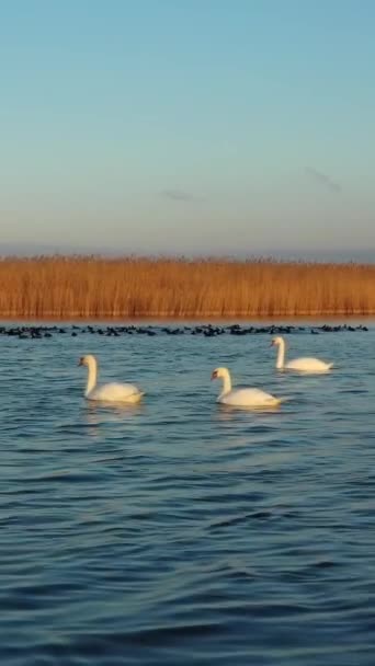 White Swans Swimming Lake Water Autumn Vertical Video — Video Stock