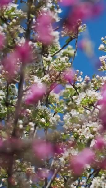 Kwitnące Kwiaty Brzoskwiń Gruszek Słoneczny Wiosenny Dzień Pionowe Wideo — Wideo stockowe