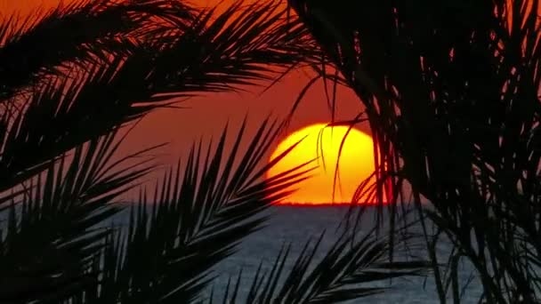 Pemandangan Indah Dengan Telapak Tangan Dan Matahari Terbit Atas Laut — Stok Video