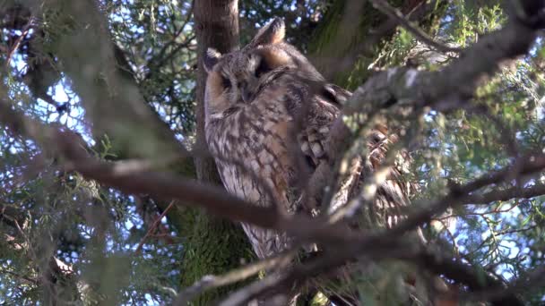 Long Eared Owl Asio Otus Sitting Pine Tree — Stok video
