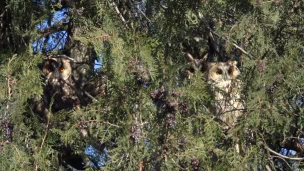 Long Eared Owls Asio Otus Sitting Pine Tree — Video Stock
