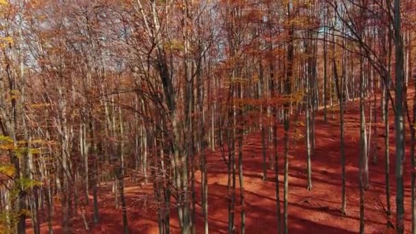 Όμορφη Εναέρια Τοπίο Φωτεινό Δάσος Φθινόπωρο Ηλιόλουστη Μέρα — Αρχείο Βίντεο