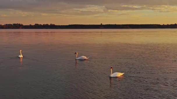 White Swans River Sunset — Vídeo de stock