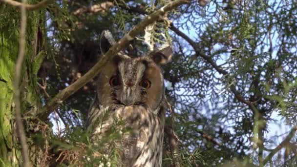 Long Eared Owl Asio Otus Sitting Pine Tree — Video
