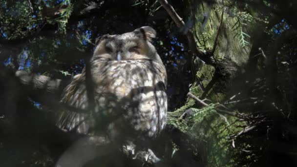 Long Eared Owl Asio Otus Sitting Pine Tree — Stockvideo
