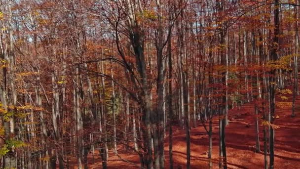 Όμορφη Εναέρια Τοπίο Φωτεινό Δάσος Φθινόπωρο Ηλιόλουστη Μέρα Πανόραμα — Αρχείο Βίντεο