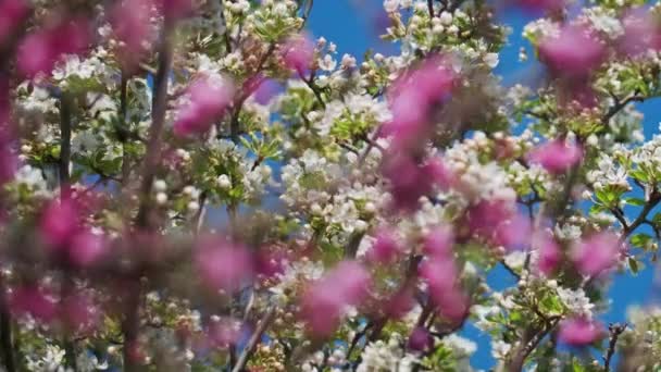 Flores Pêssego Pêra Florescentes Dia Primavera Ensolarado — Vídeo de Stock