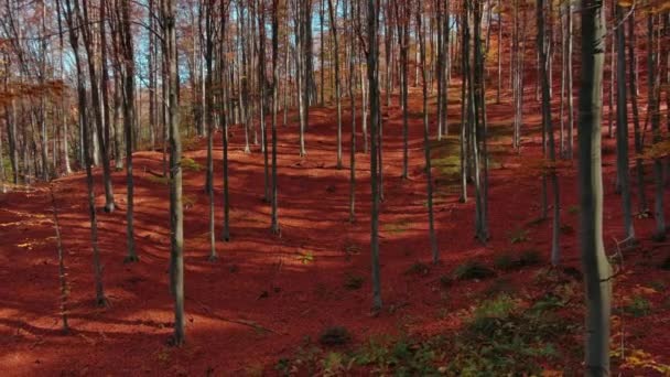 Όμορφη Εναέρια Τοπίο Φωτεινό Δάσος Φθινόπωρο Ηλιόλουστη Μέρα — Αρχείο Βίντεο