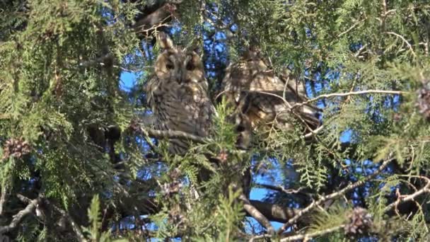 Long Eared Owls Asio Otus Sitting Pine Tree — Stock video