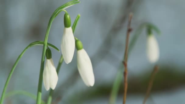 Första Vackra Snödropparna Vårskogen Galanthus Nivalis Blommar — Stockvideo