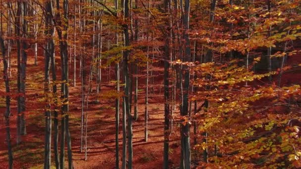 Krásná Letecká Krajina Jasném Podzimním Lese Slunečný Den Panorama — Stock video