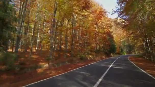 Driving Winding Road Curves Autumn Forest — Stockvideo
