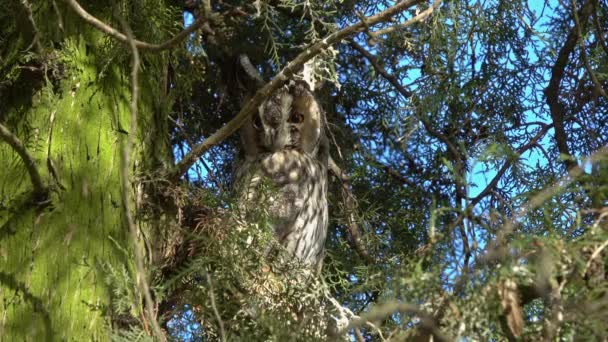 Long Eared Owl Asio Otus Sitting Pine Tree — Wideo stockowe