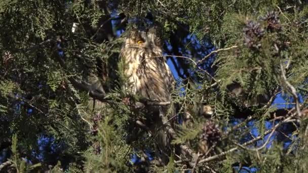 Long Eared Owl Asio Otus Sitting Pine Tree — Stockvideo