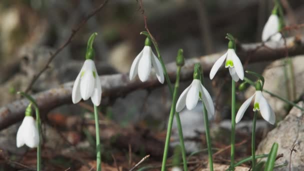 Primeras Hermosas Gotas Nieve Bosque Primavera Galanthus Nivalis Floreciendo Cerca — Vídeo de stock