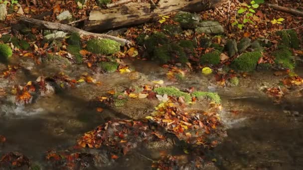 Strumień Leśny Słońcu Jesiennymi Liśćmi Kamieniami Meczetowymi — Wideo stockowe