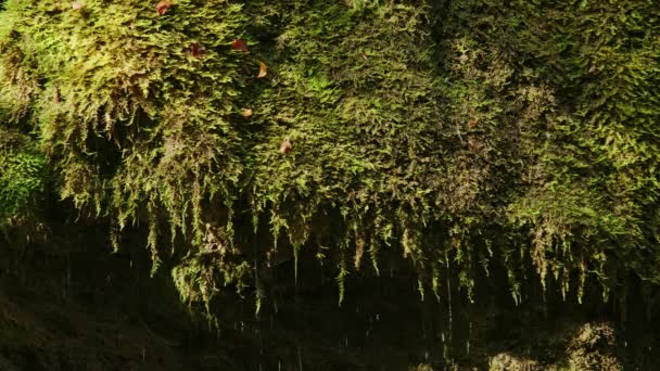 Ormandaki Yeşil Yosunlardan Dökülen Şelale Damlacıkları — Stok video