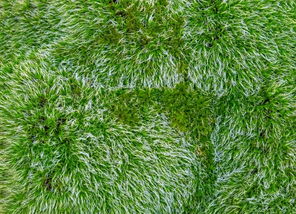 Dew Drops Bright Green Grass Background — Stock Photo, Image