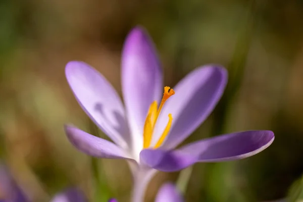 Våren Makro Syn Violett Krokus Mjukt Selektivt Fokus Blommande Krokus — Stockfoto