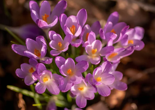 Vista Cerca Primavera Cocodrilos Violetas Enfoque Selectivo Suave Flores Azafrán — Foto de Stock