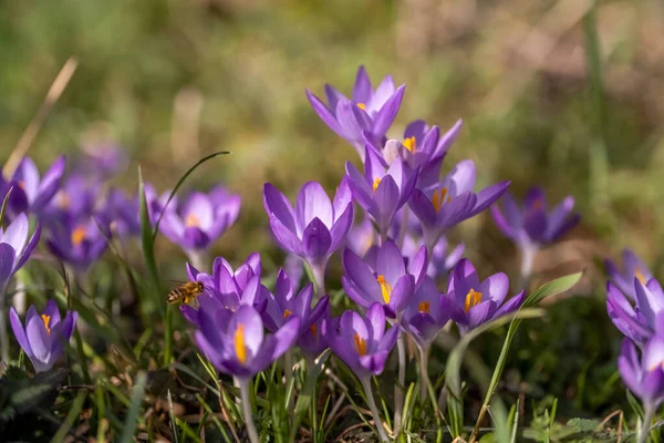 Jarní Detailní Pohled Fialové Krokusy Včely Měkké Selektivní Zaměření Kvetoucích — Stock fotografie