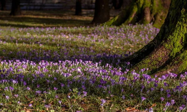 Vista Primavera Azafranes Violetas Entre Árboles Prado Enfoque Selectivo Suave — Foto de Stock