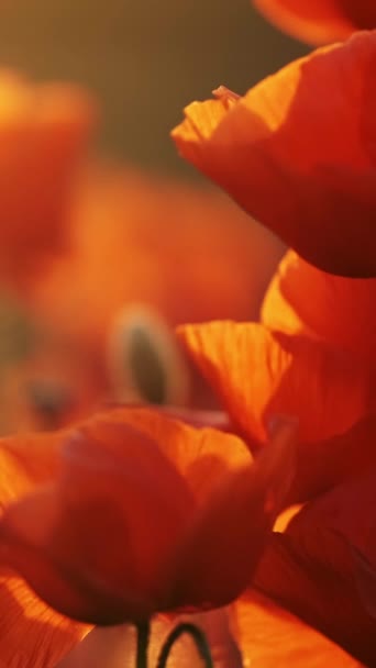 Bloeiend Veld Van Rode Papaver Bloemen Bij Zonsondergang Abstracte Natuur — Stockvideo