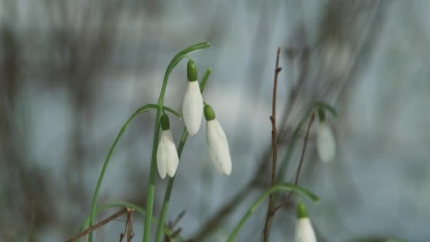 Första Vackra Snödropparna Vårskogen Galanthus Nivalis Blommar — Stockvideo