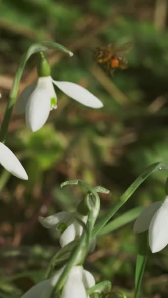 春の森の中で最初の美しい雪滴と蜂 ガランサス ニヴァリスが咲く 垂直ビデオ — ストック動画