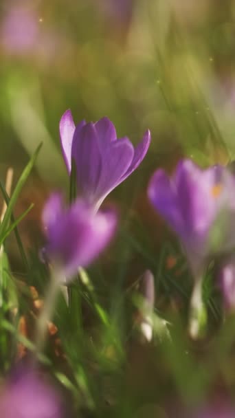 Springtime Close View Violet Crocuses Soft Selective Focus Flowering Crocus — Stock Video