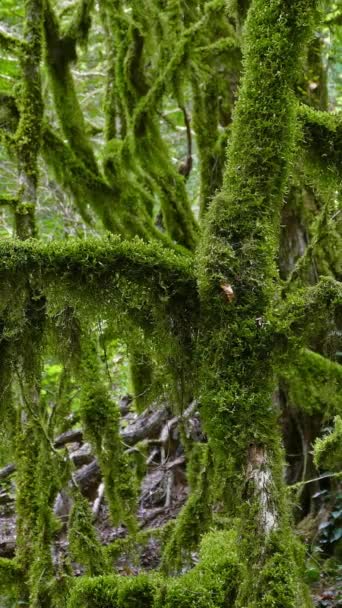 コーカサス山脈のボックスウッドの森の苔で覆われた木の風景 垂直ビデオ — ストック動画