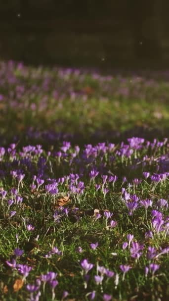 在草地上的树木间 看到了紫色的番红花 番红花开花的软性选择焦点 垂直录像 — 图库视频影像