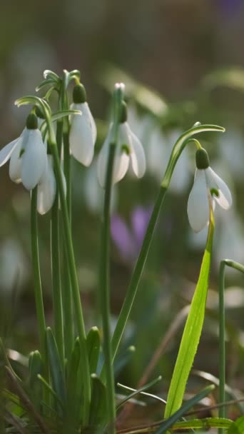 Első Gyönyörű Hóvirág Tavaszi Erdőben Galanthus Nivalis Virágzik Függőleges Videó — Stock videók