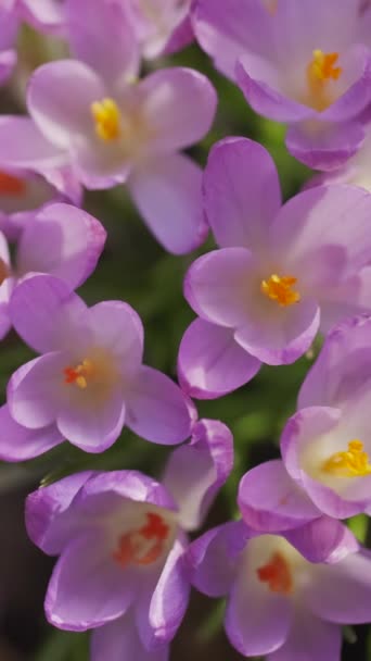 Vårens Närbild Violetta Krokusar Mjukt Selektivt Fokus Blommande Krokusblommor Vertikal — Stockvideo