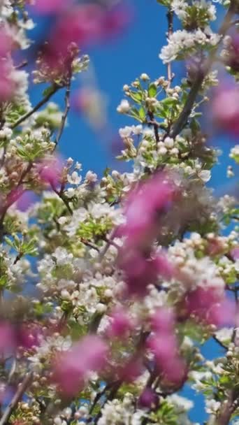 Blossoming Peach Pear Tree Flowers Sunny Spring Day Vertical Video — ストック動画