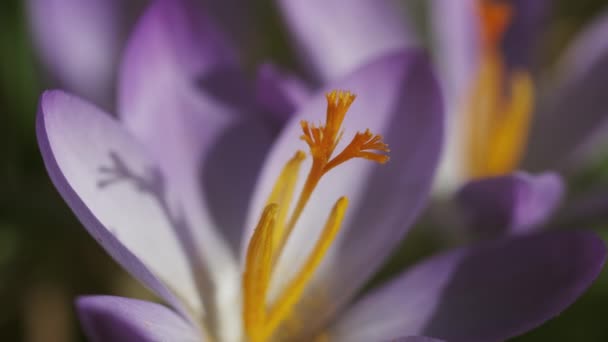 Lkbahar Makro Menekşe Krokusu Manzarası Çiçek Açan Çiçek Çiçeğinin Seçici — Stok video